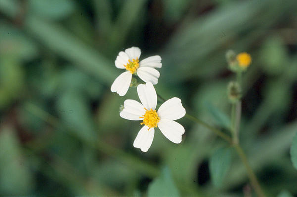 bidens_pilosa_reference.jpg